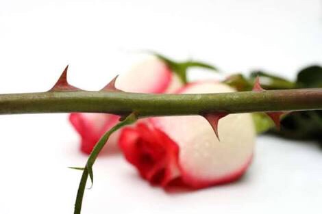 The Ugly Thorn & the Beautiful Flower